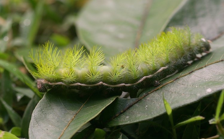 Caterpillar Theme screenshot #7