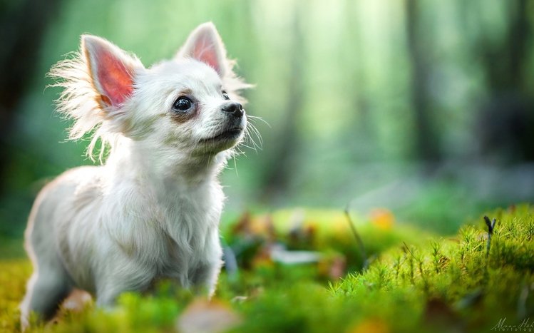 Chihuahua Theme screenshot #13