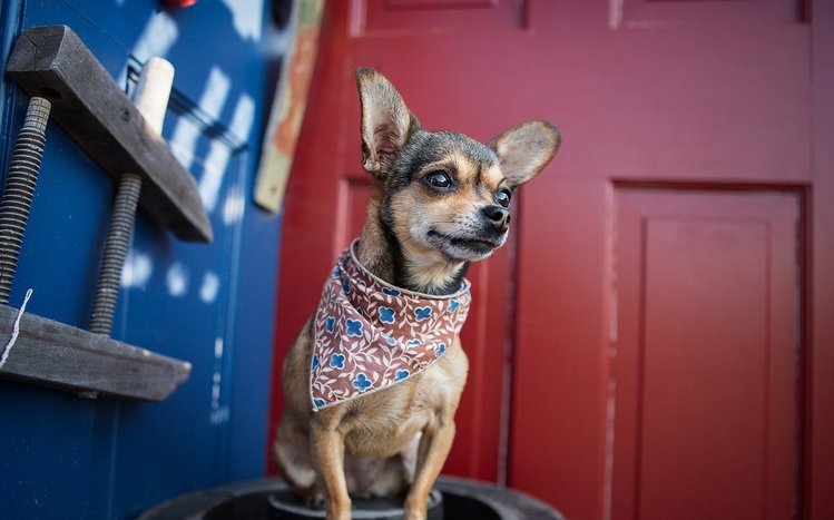 Chihuahua Theme screenshot #3