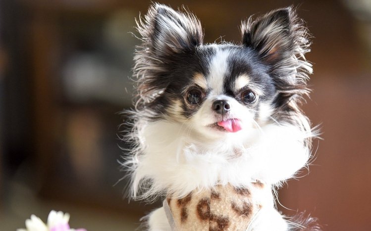 Chihuahua Theme screenshot #12