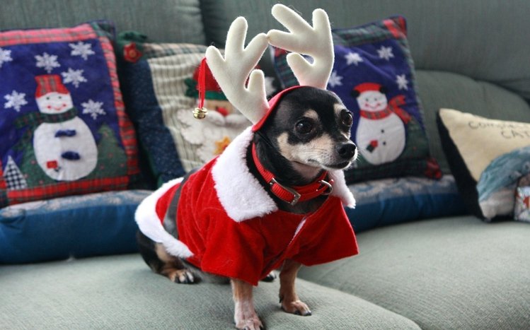 Chihuahua Theme screenshot #5