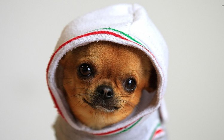 Chihuahua Theme screenshot #4