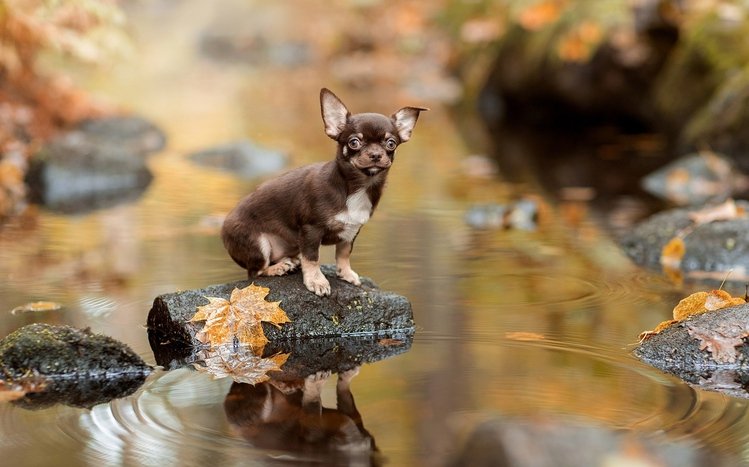 Chihuahua Theme screenshot #10