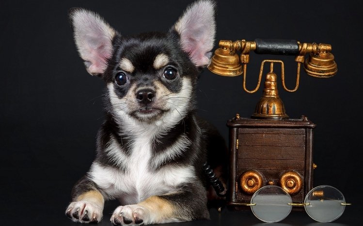 Chihuahua Theme screenshot #6