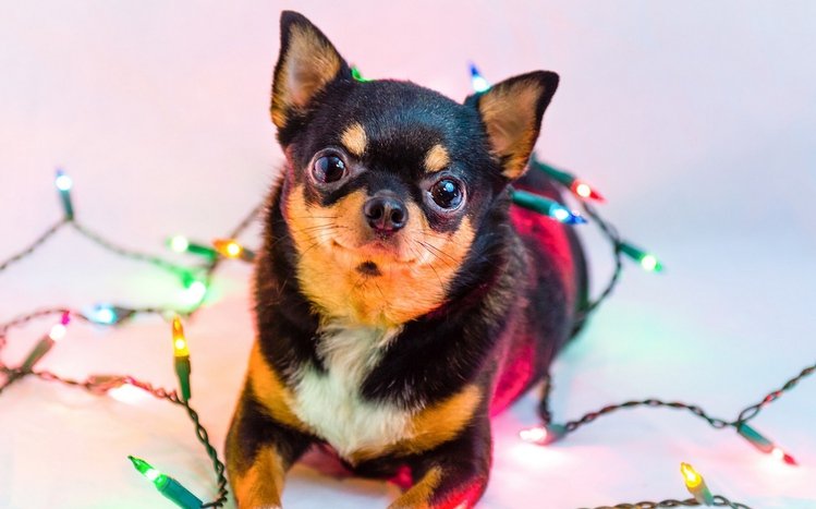 Chihuahua Theme screenshot #9