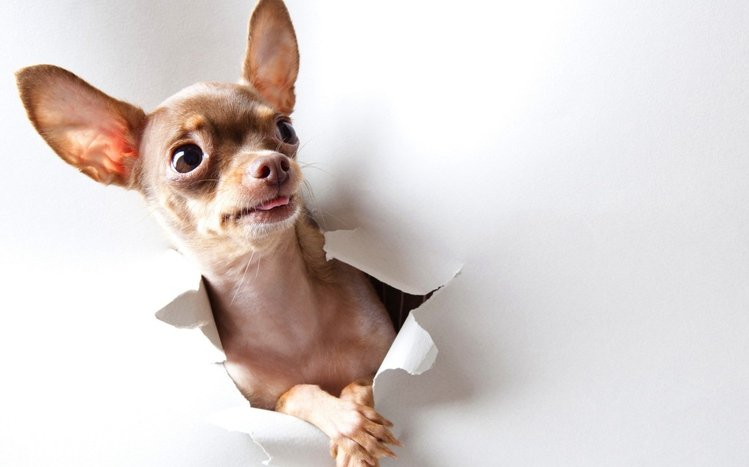 Chihuahua Theme screenshot #1