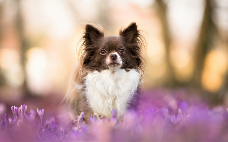 Chihuahua Theme screenshot #11