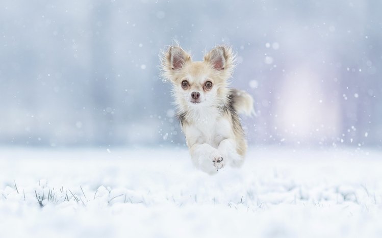 Chihuahua Theme screenshot #15