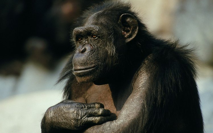 Chimpanzee Theme screenshot #5