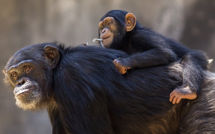 Chimpanzee Theme screenshot #11