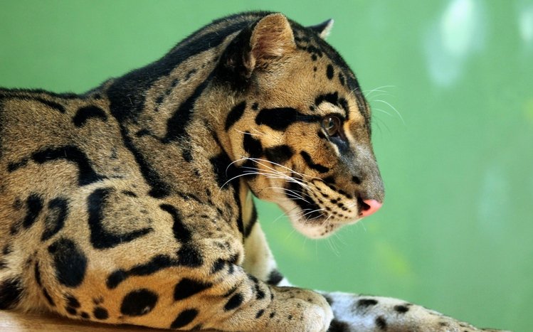 Clouded Leopard Theme screenshot #11