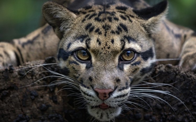 Clouded Leopard Theme screenshot #10