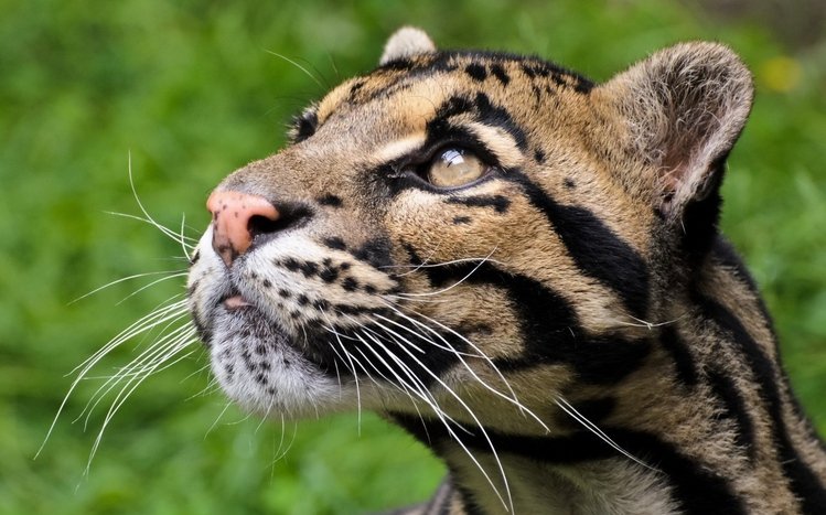 Clouded Leopard Theme screenshot #7