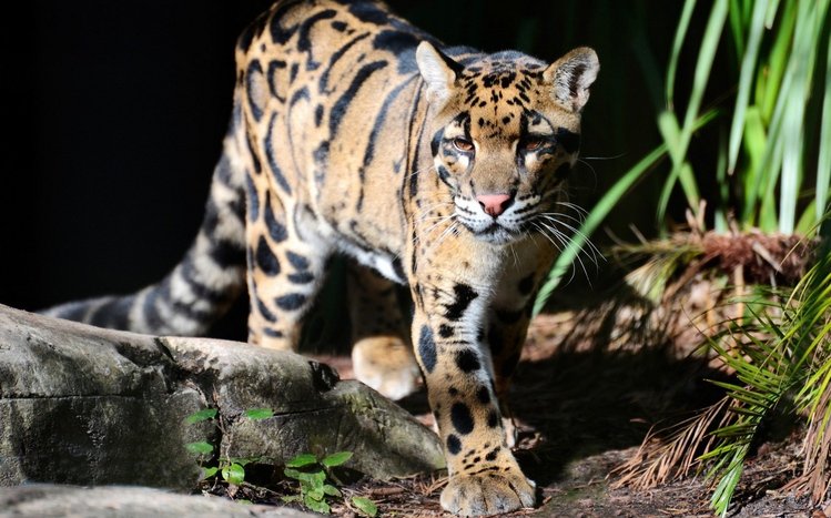 Clouded Leopard Theme screenshot #3