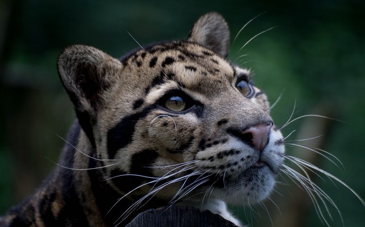 Clouded Leopard Theme screenshot #15