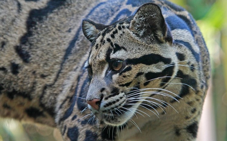Clouded Leopard Theme screenshot #9