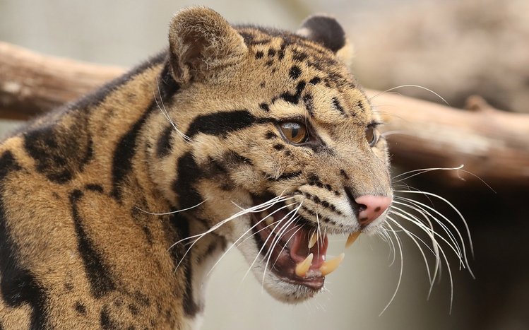 Clouded Leopard Theme screenshot #14