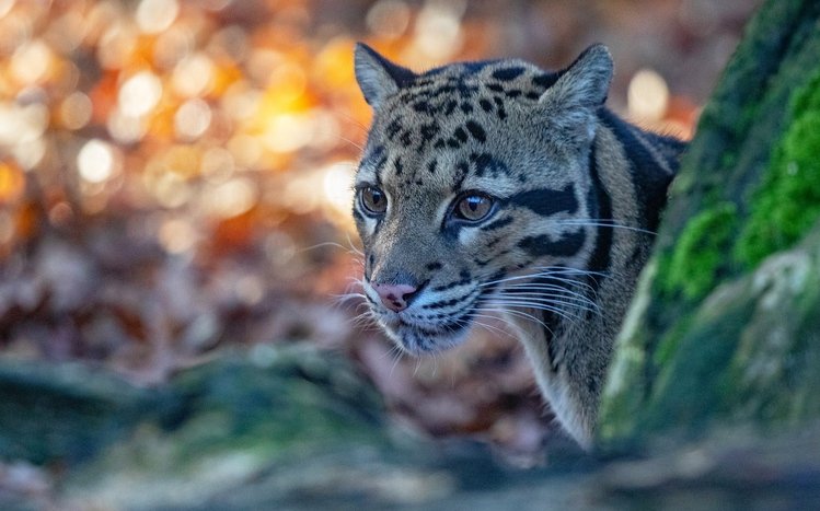 Clouded Leopard Theme screenshot #12