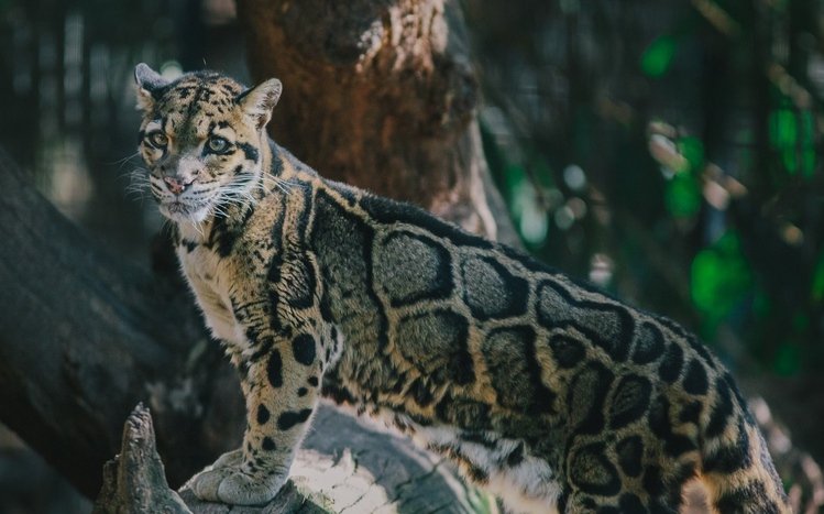 Clouded Leopard Theme screenshot #6