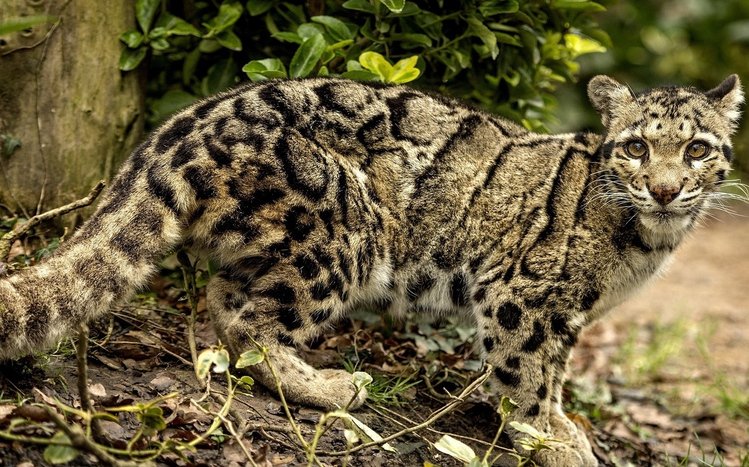 Clouded Leopard Theme screenshot #2