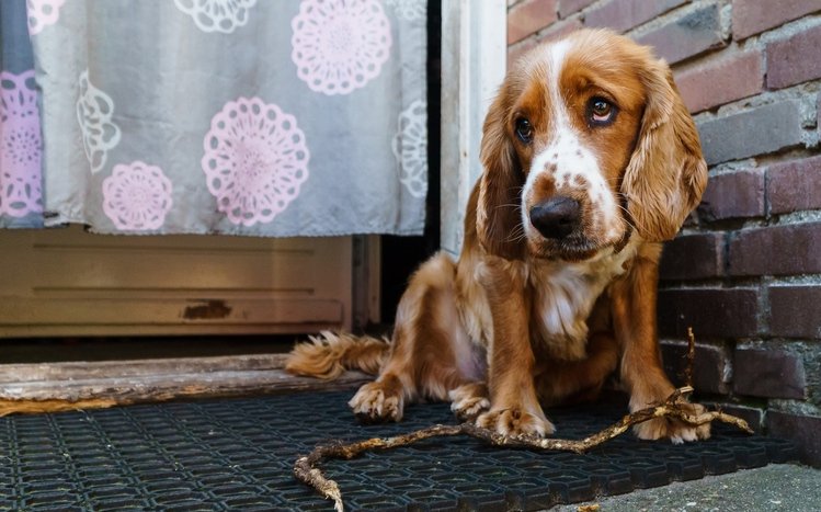 Cocker Spaniel Theme screenshot #3