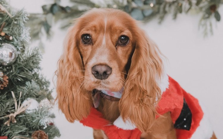 Cocker Spaniel Theme screenshot #9