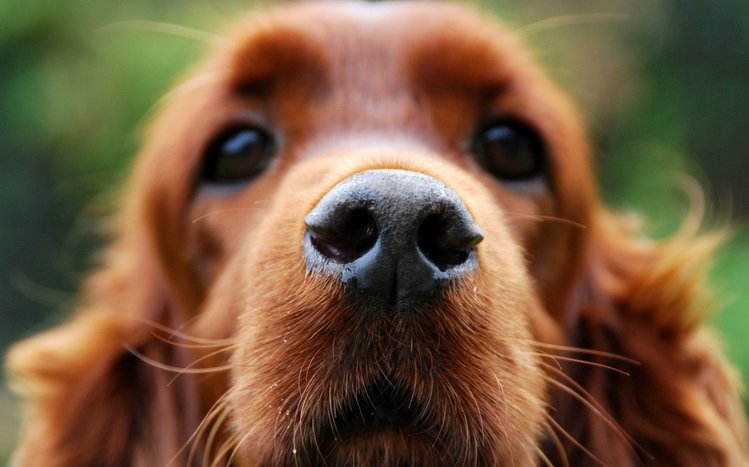 Cocker Spaniel Theme screenshot #2