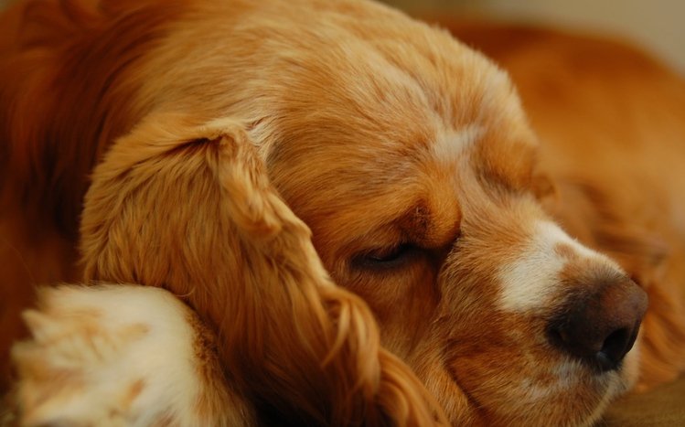 Cocker Spaniel Theme screenshot #15