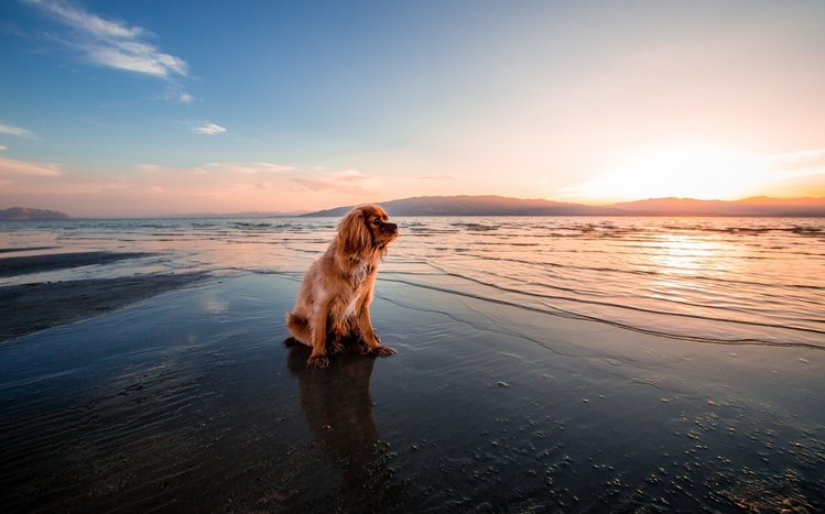 Cocker Spaniel Theme screenshot #4