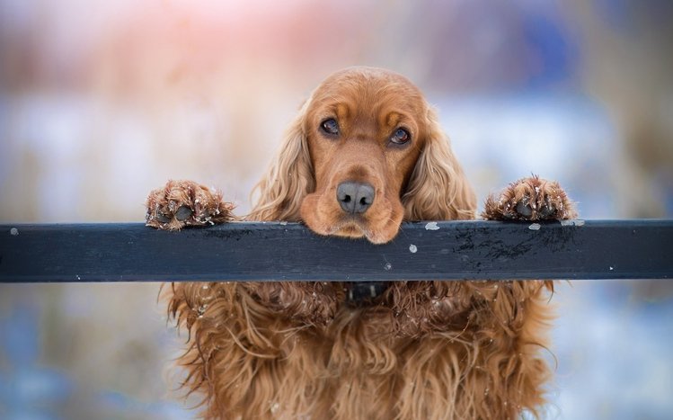 Cocker Spaniel Theme screenshot #8