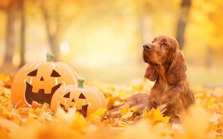 Cocker Spaniel Theme screenshot #6