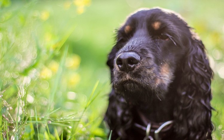 Cocker Spaniel Theme screenshot #12