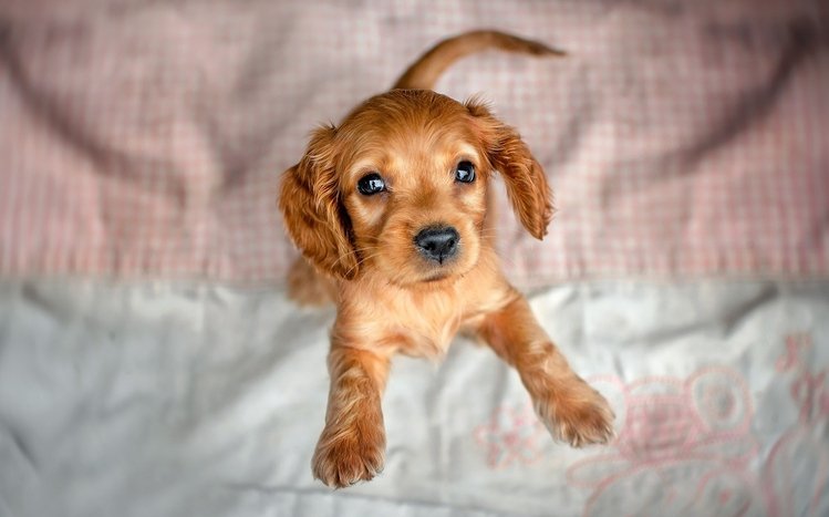 Cocker Spaniel Theme screenshot #11