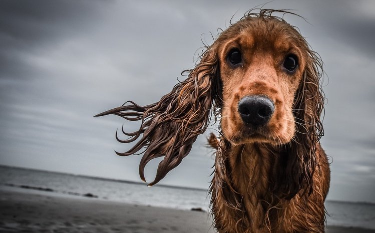 Cocker Spaniel Theme screenshot #5