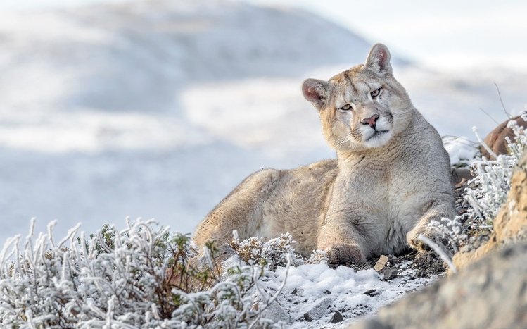 Cougar Theme screenshot #14