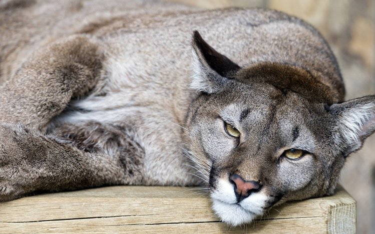 Cougar Theme screenshot #8