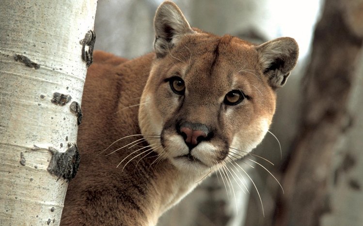 Cougar Theme screenshot #3