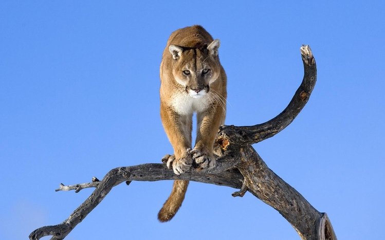 Cougar Theme screenshot #1