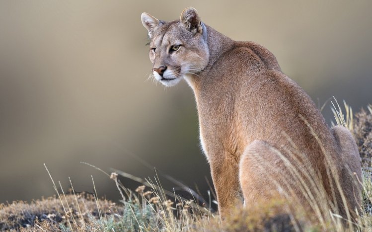 Cougar Theme screenshot #13