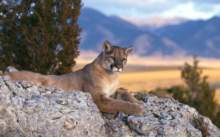 Cougar Theme screenshot #9