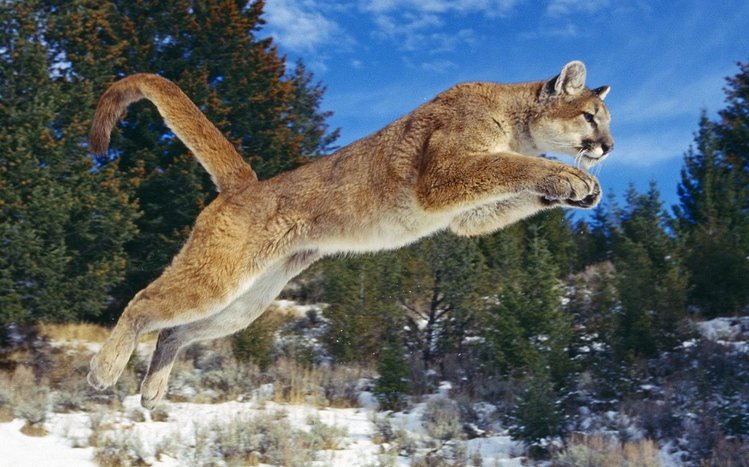 Cougar Theme screenshot #4