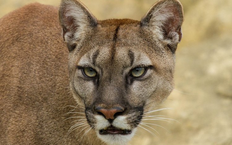 Cougar Theme screenshot #6