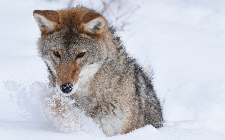 Coyote Theme screenshot #14