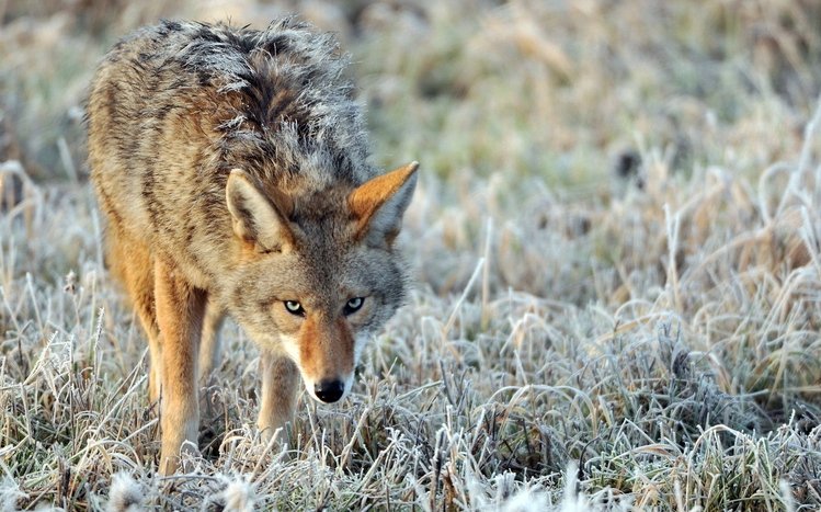 Coyote Theme screenshot #2