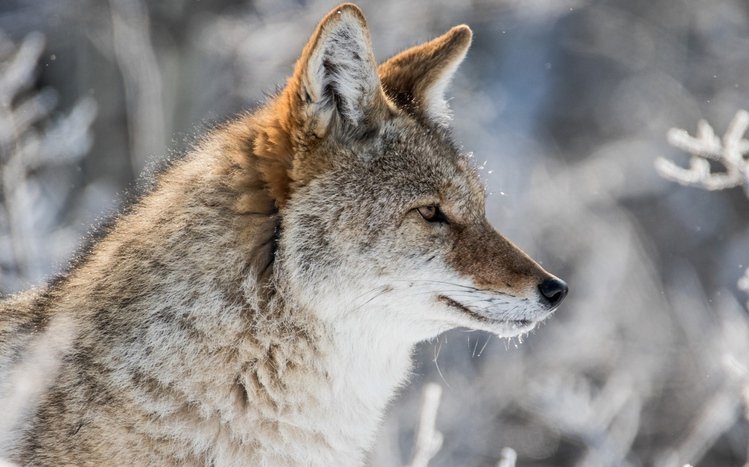 Coyote Theme screenshot #13