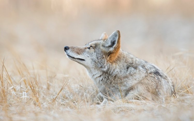 Coyote Theme screenshot #3