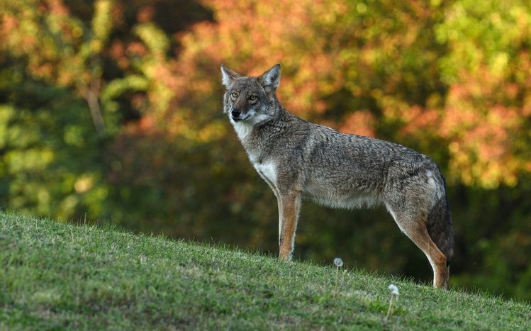 Coyote Theme screenshot #4