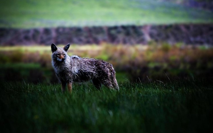 Coyote Theme screenshot #1