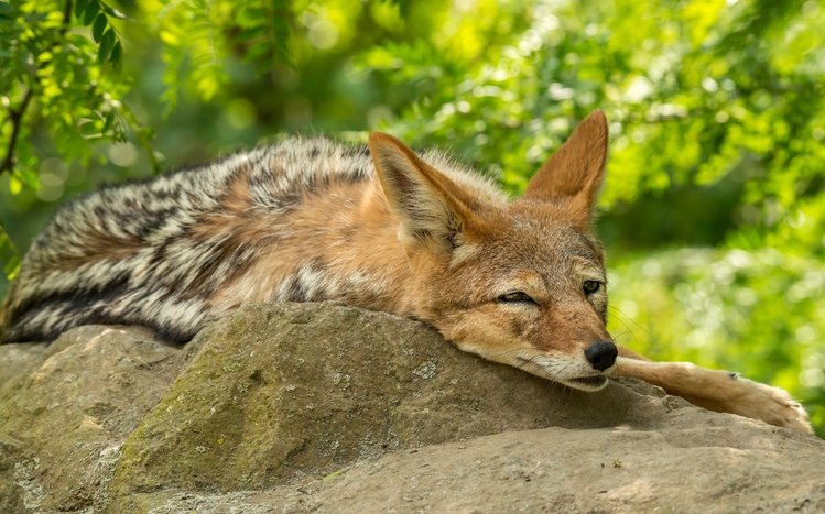 Coyote Theme screenshot #5