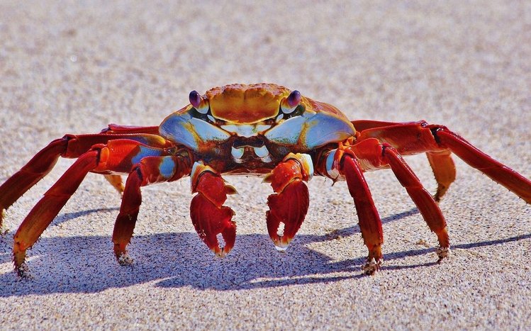 Crab Theme screenshot #8